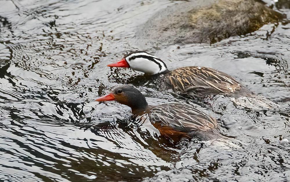 湍鸭 / Torrent Duck / Merganetta armata