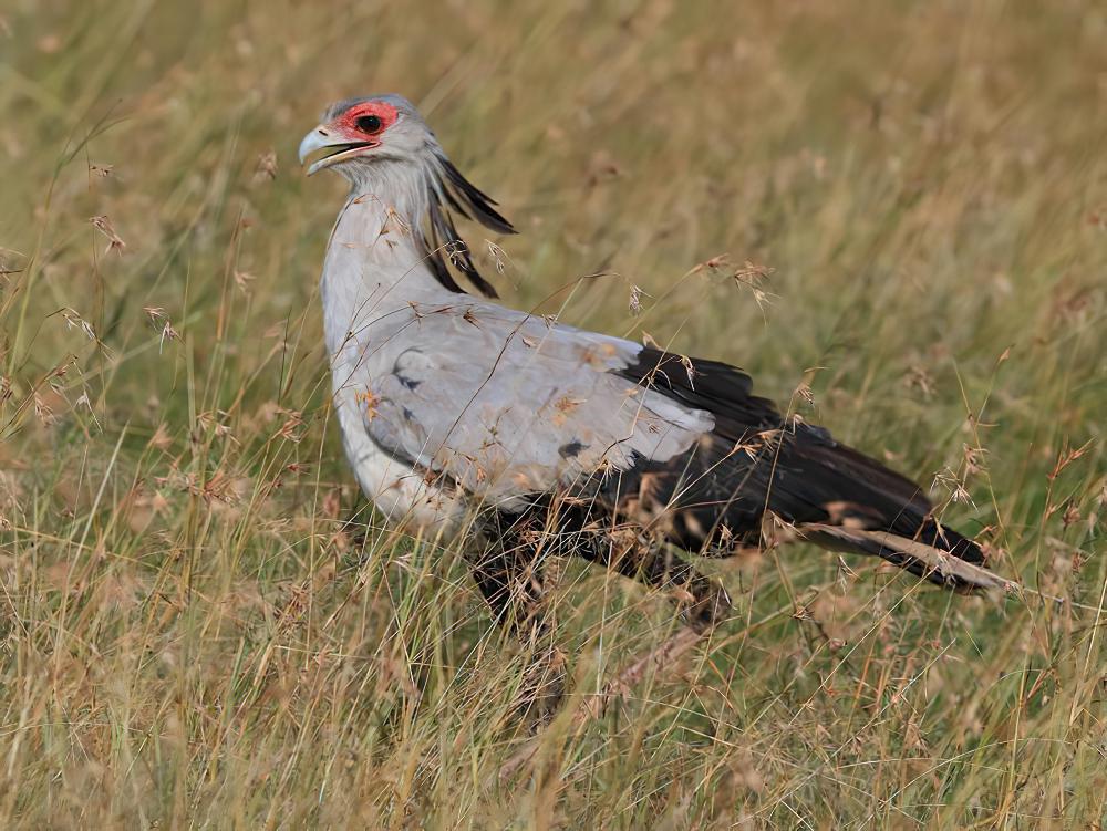 蛇鹫 / Secretarybird / Sagittarius serpentarius