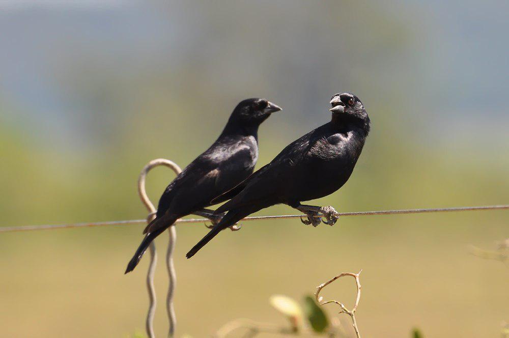 啸声牛鹂 / Screaming Cowbird / Molothrus rufoaxillaris