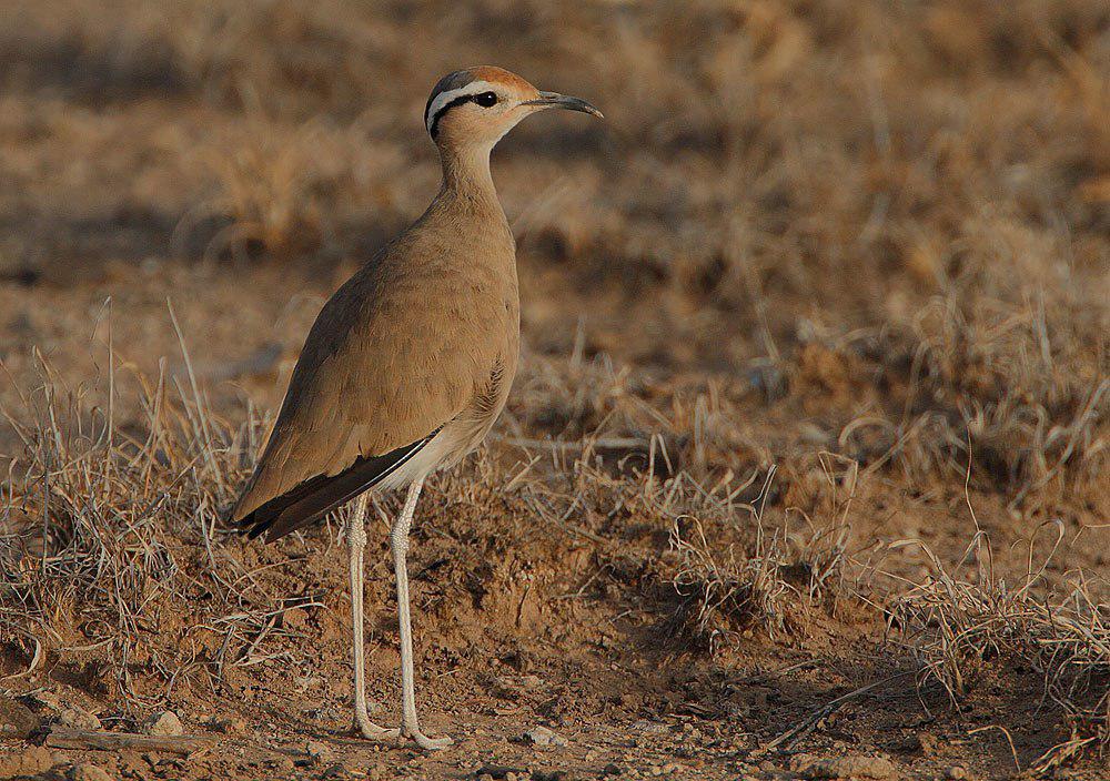 索马里走鸻 / Somali Courser / Cursorius somalensis