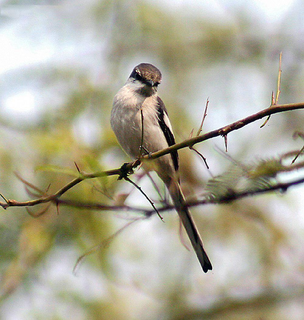 白腹山椒鸟 / White-bellied Minivet / Pericrocotus erythropygius