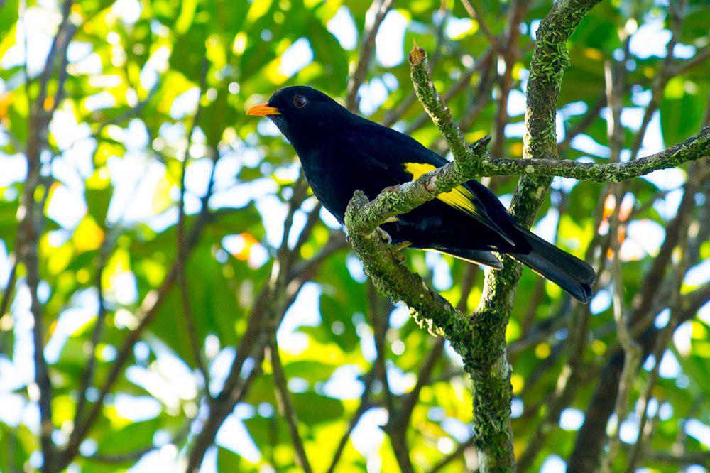 黑黄伞鸟 / Black-and-gold Cotinga / Tijuca atra