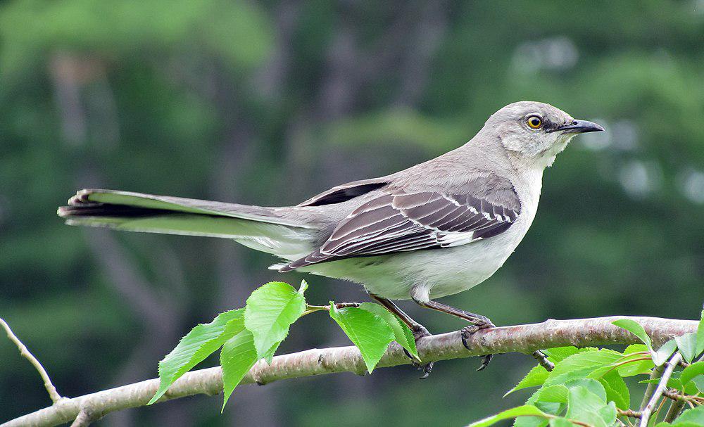 小嘲鸫 / Northern Mockingbird / Mimus polyglottos