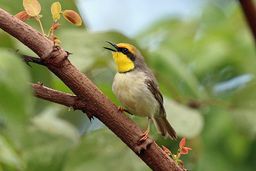 黑颈孤莺 / Black-necked Eremomela / Eremomela atricollis