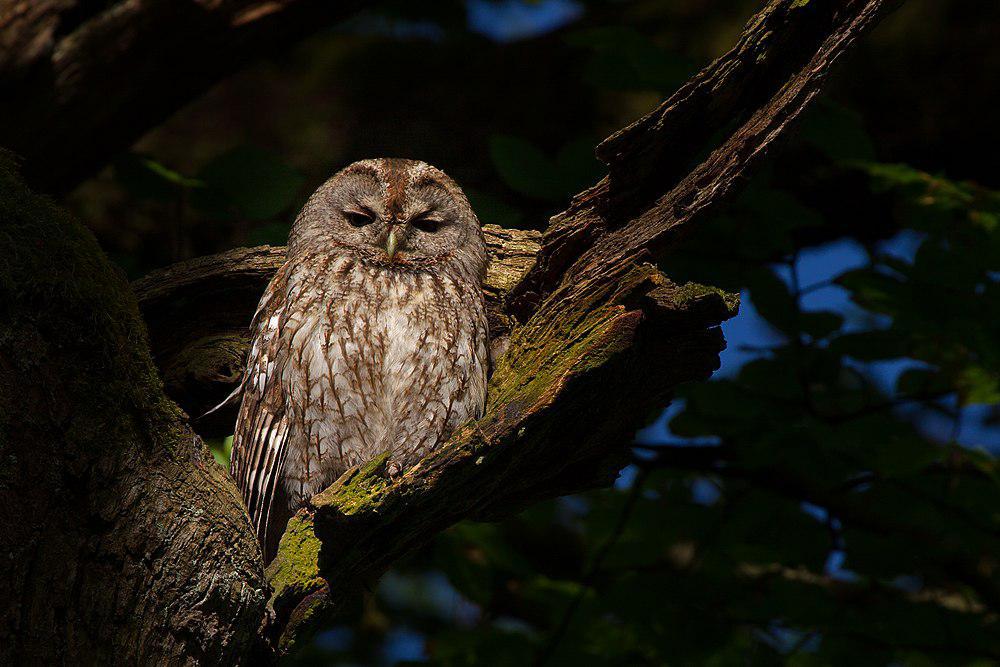 黄褐林鸮 / Tawny Owl / Strix aluco