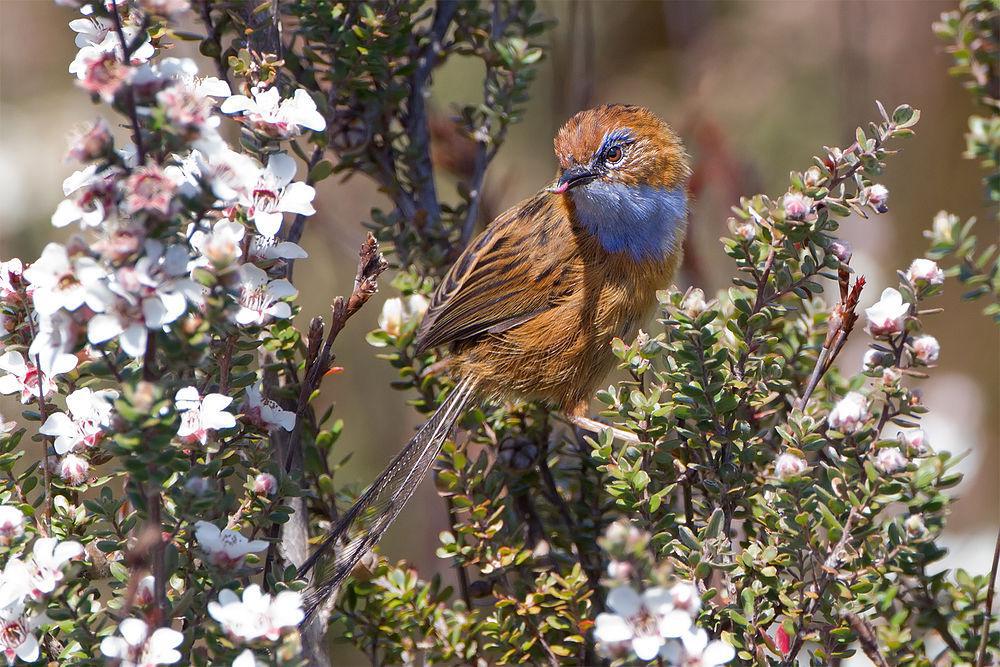 帚尾鹩莺 / Southern Emu-wren / Stipiturus malachurus