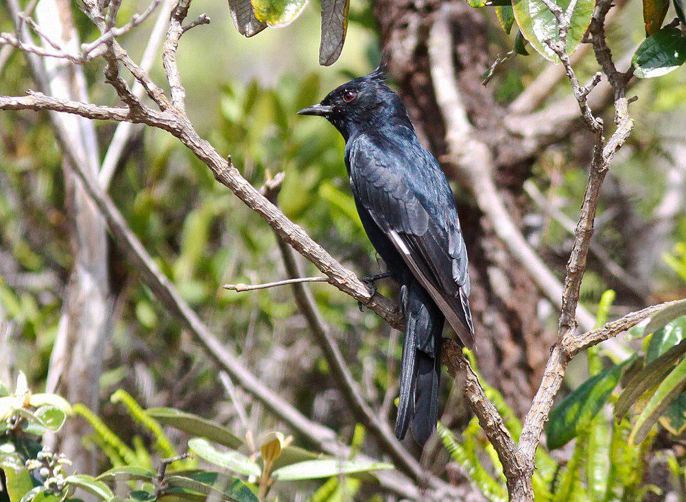 冠黑霸鹟 / Crested Black Tyrant / Knipolegus lophotes