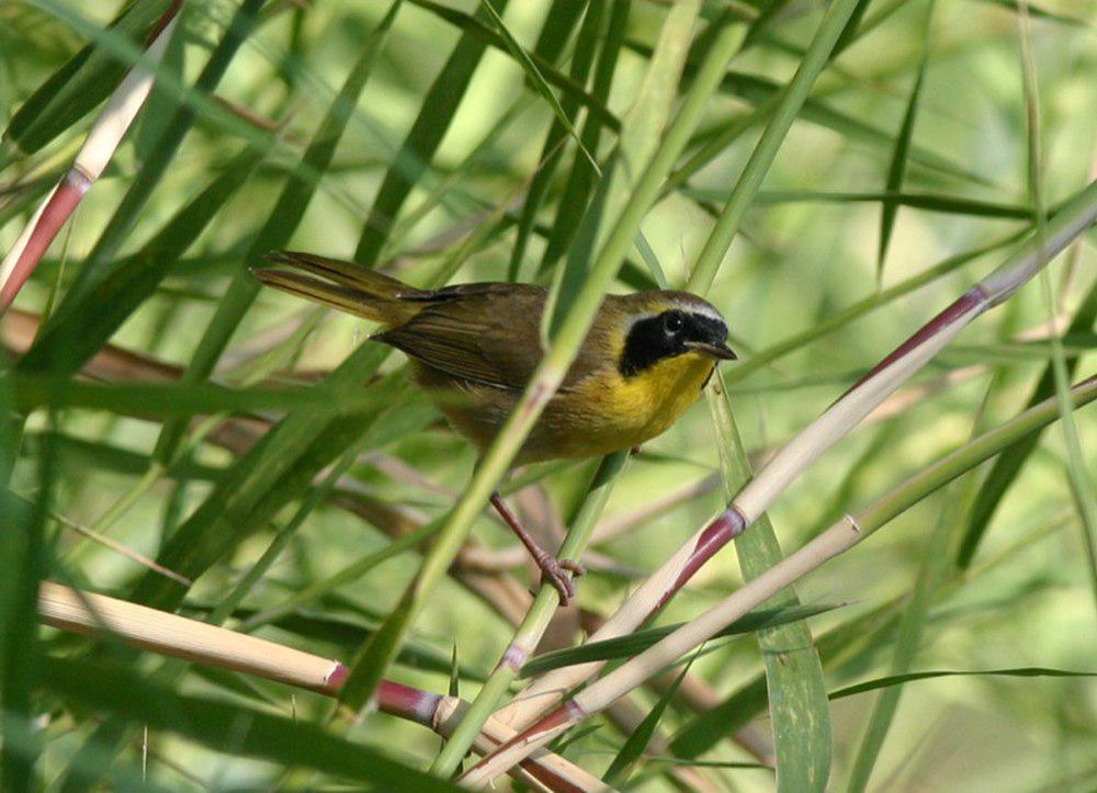 贝氏黄喉地莺 / Belding\'s Yellowthroat / Geothlypis beldingi