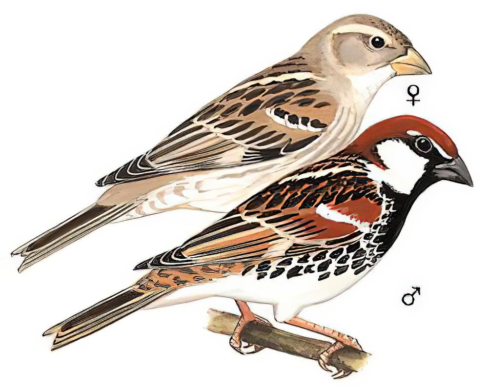 黑胸麻雀 / Spanish Sparrow / Passer hispaniolensis