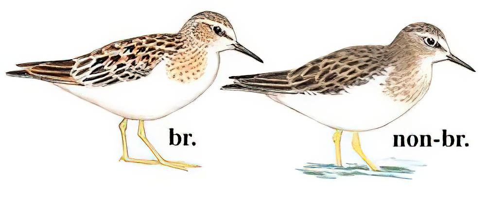 青脚滨鹬 / Temminck\'s Stint / Calidris temminckii