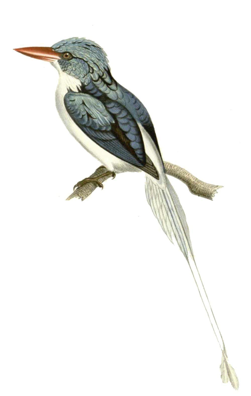 比岛仙翡翠 / Biak Paradise Kingfisher / Tanysiptera riedelii