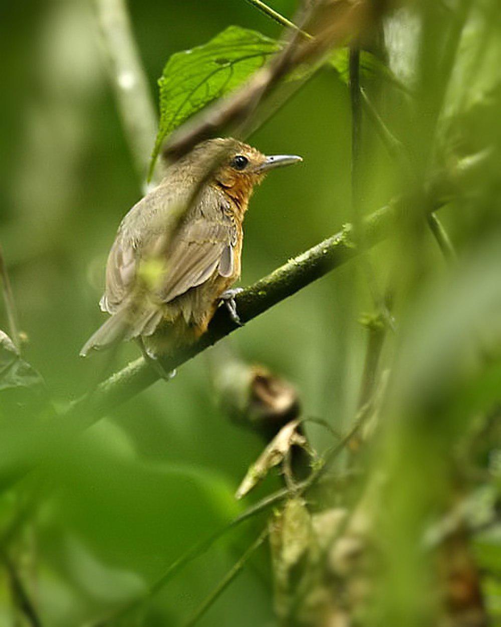 暗蚁鸟 / Dusky Antbird / Cercomacroides tyrannina