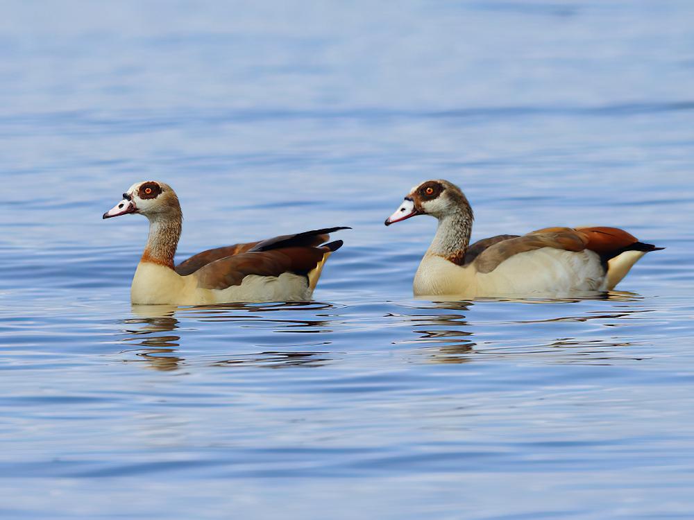 埃及雁 / Egyptian Goose / Alopochen aegyptiaca