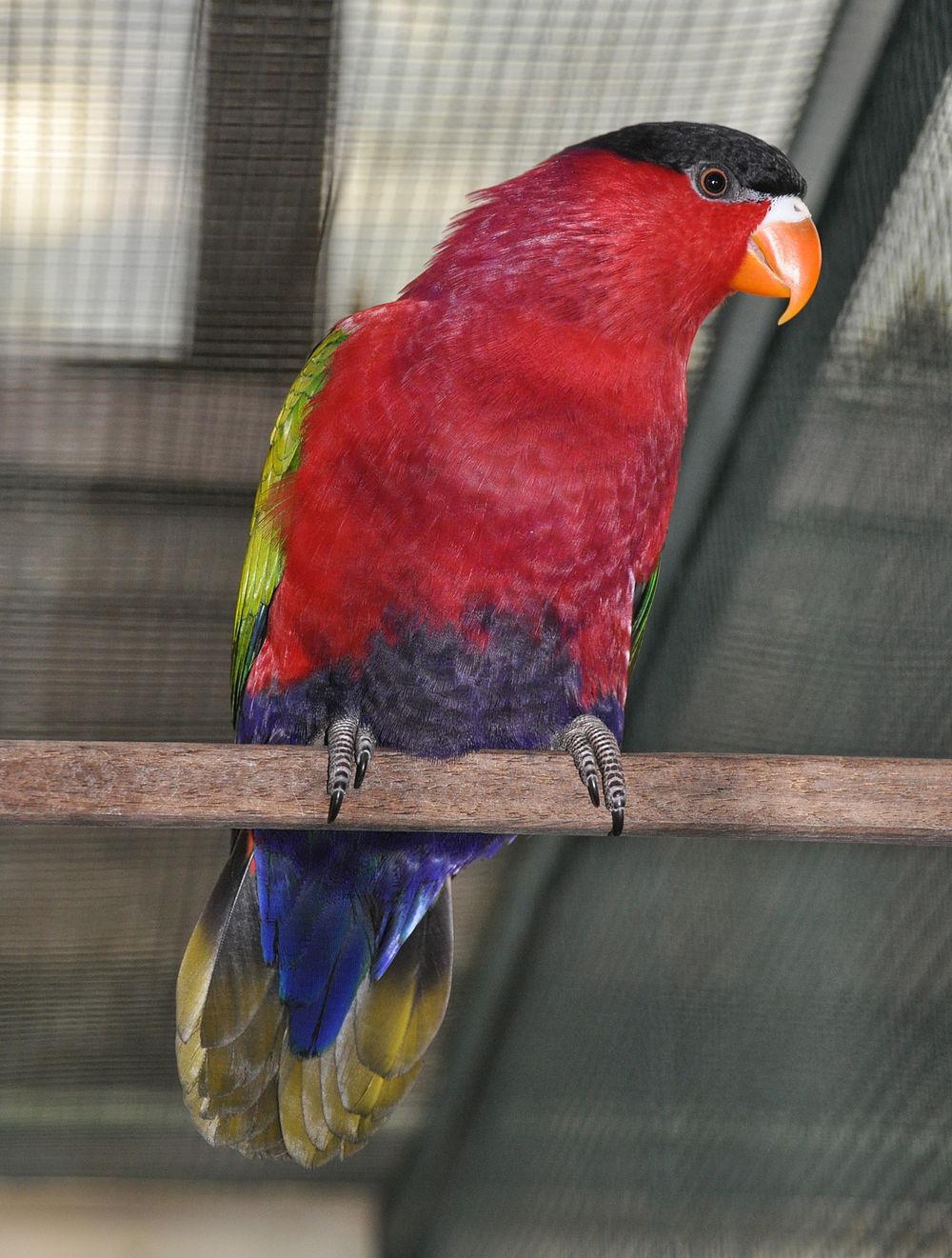 紫腹鹦鹉 / Purple-bellied Lory / Lorius hypoinochrous