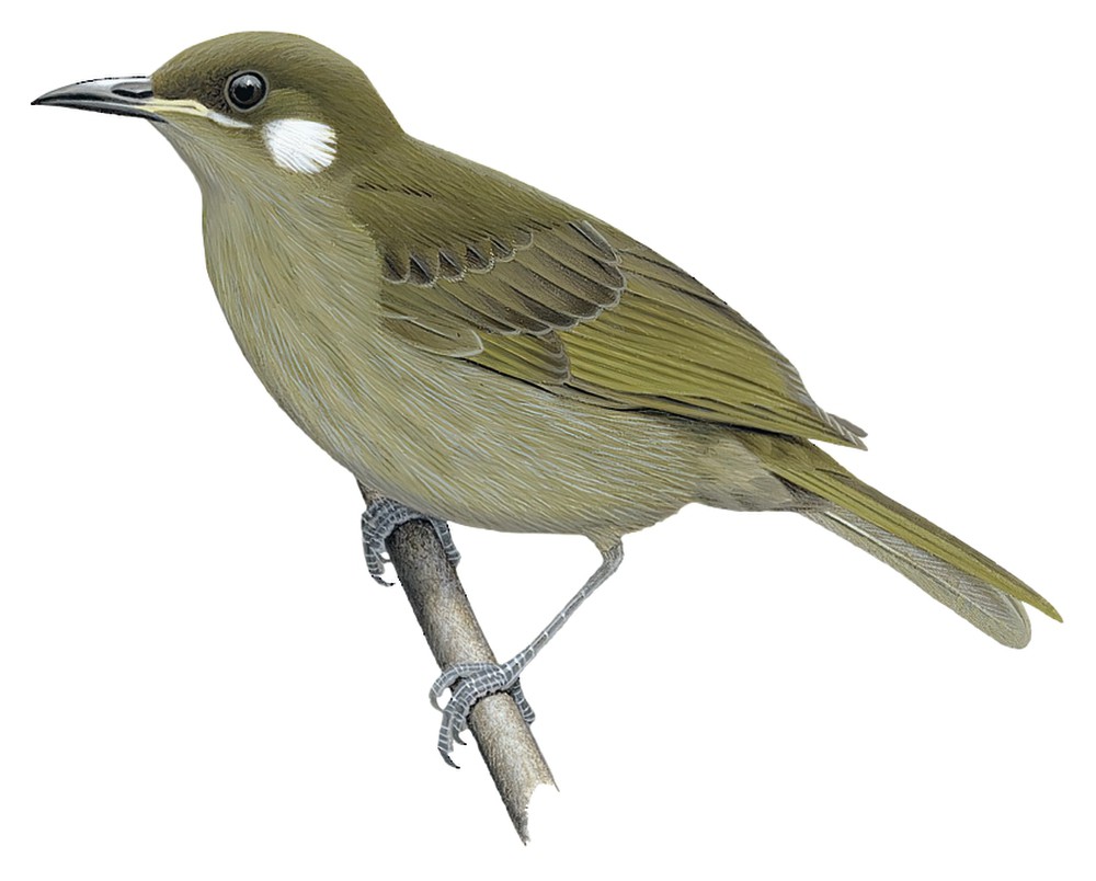 林吸蜜鸟 / Forest Honeyeater / Microptilotis montanus