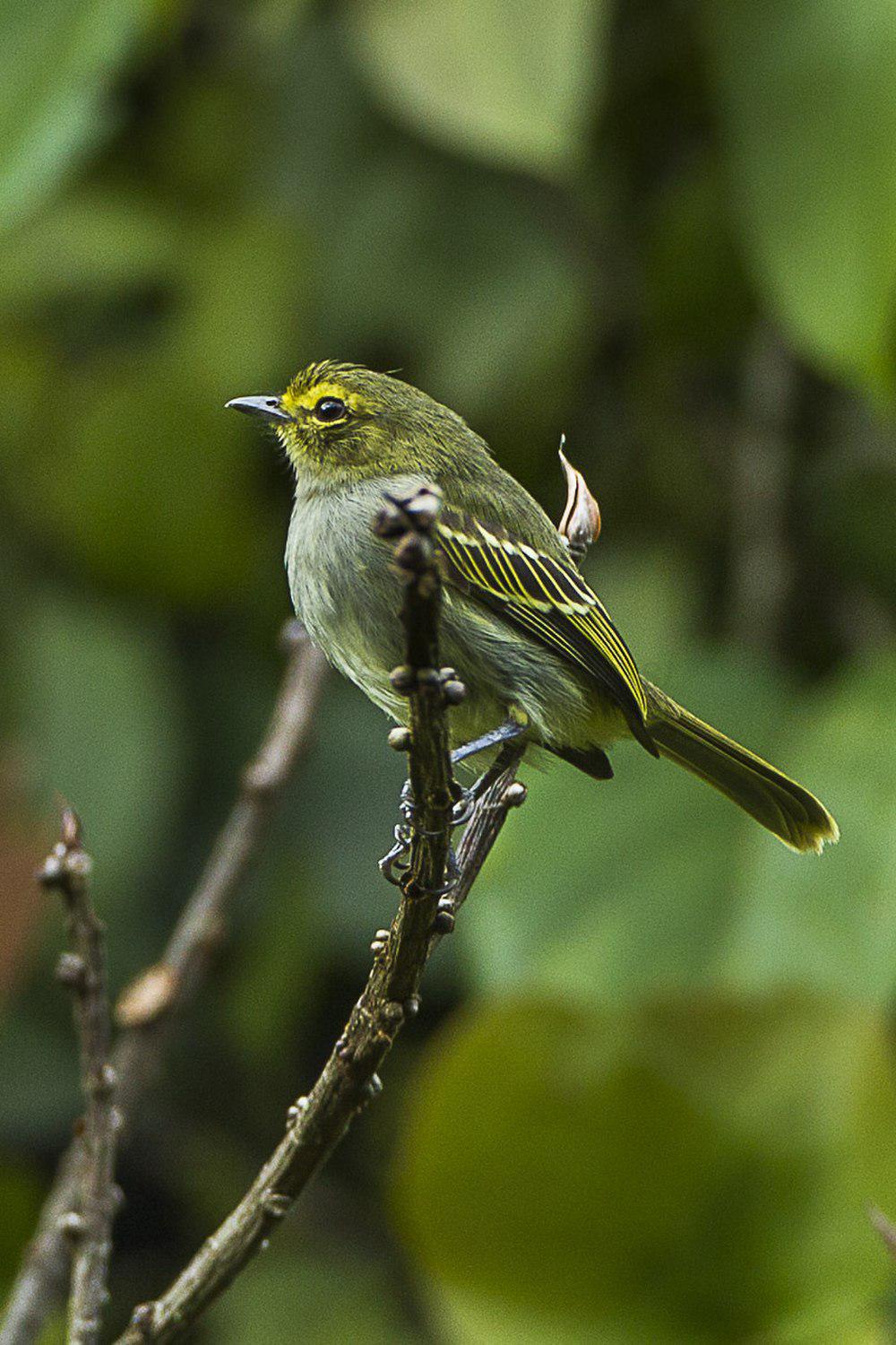 金脸小霸鹟 / Golden-faced Tyrannulet / Zimmerius chrysops