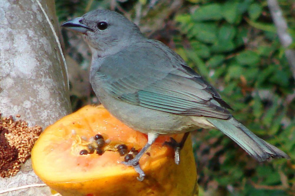 灰喉裸鼻雀 / Sayaca Tanager / Thraupis sayaca