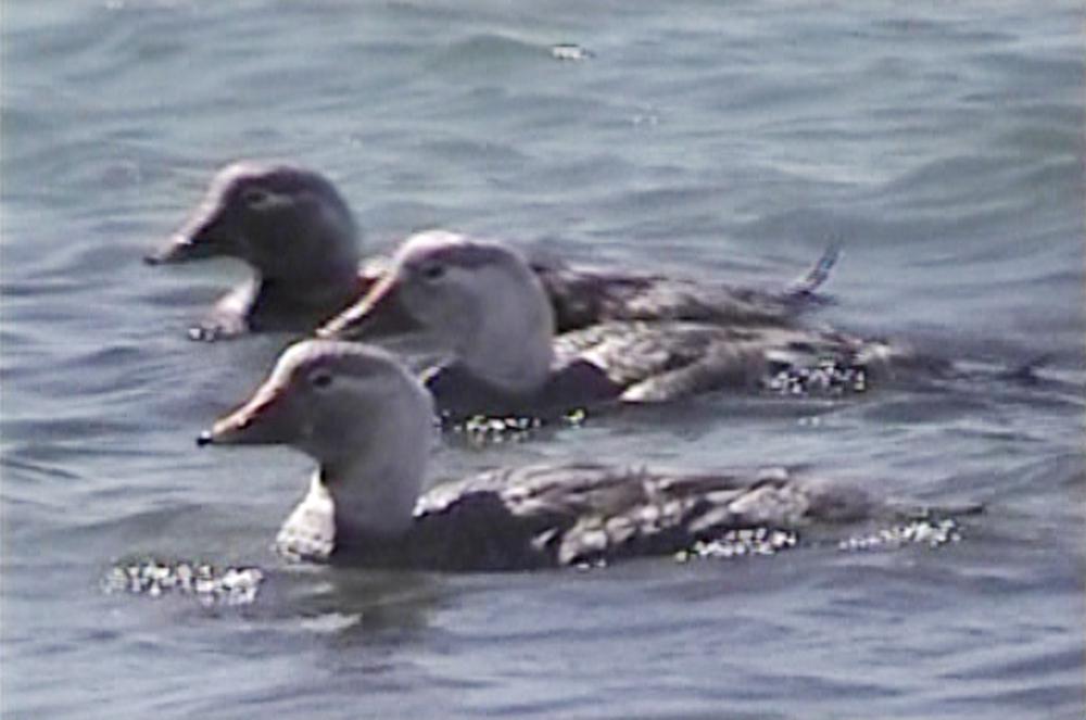 白头船鸭 / Chubut Steamer Duck / Tachyeres leucocephalus