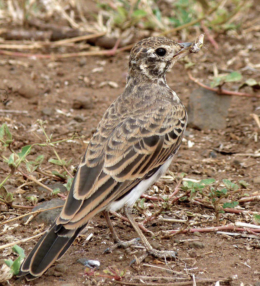 黑歌百灵 / Dusky Lark / Pinarocorys nigricans