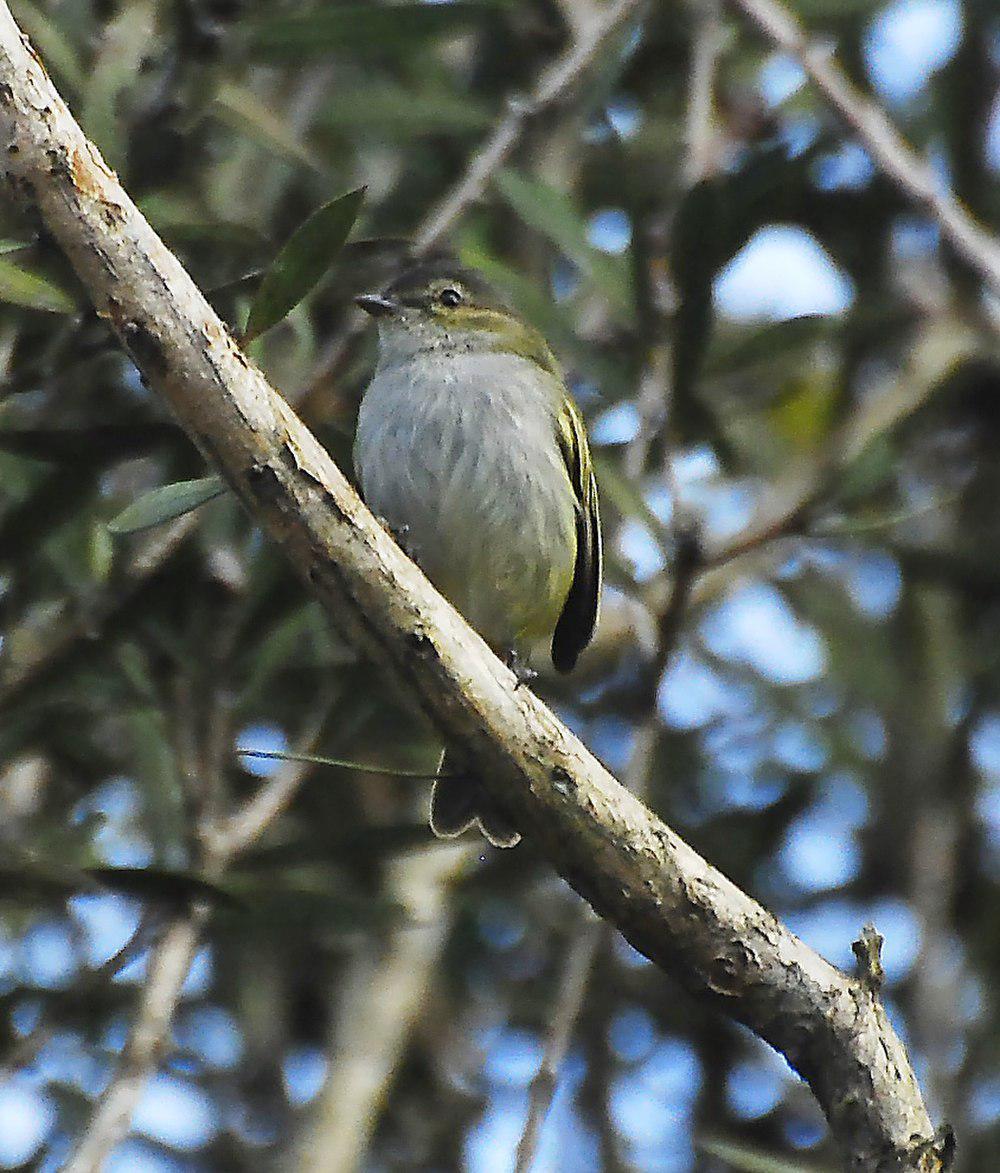 稚小霸鹟 / Guatemalan Tyrannulet / Zimmerius vilissimus