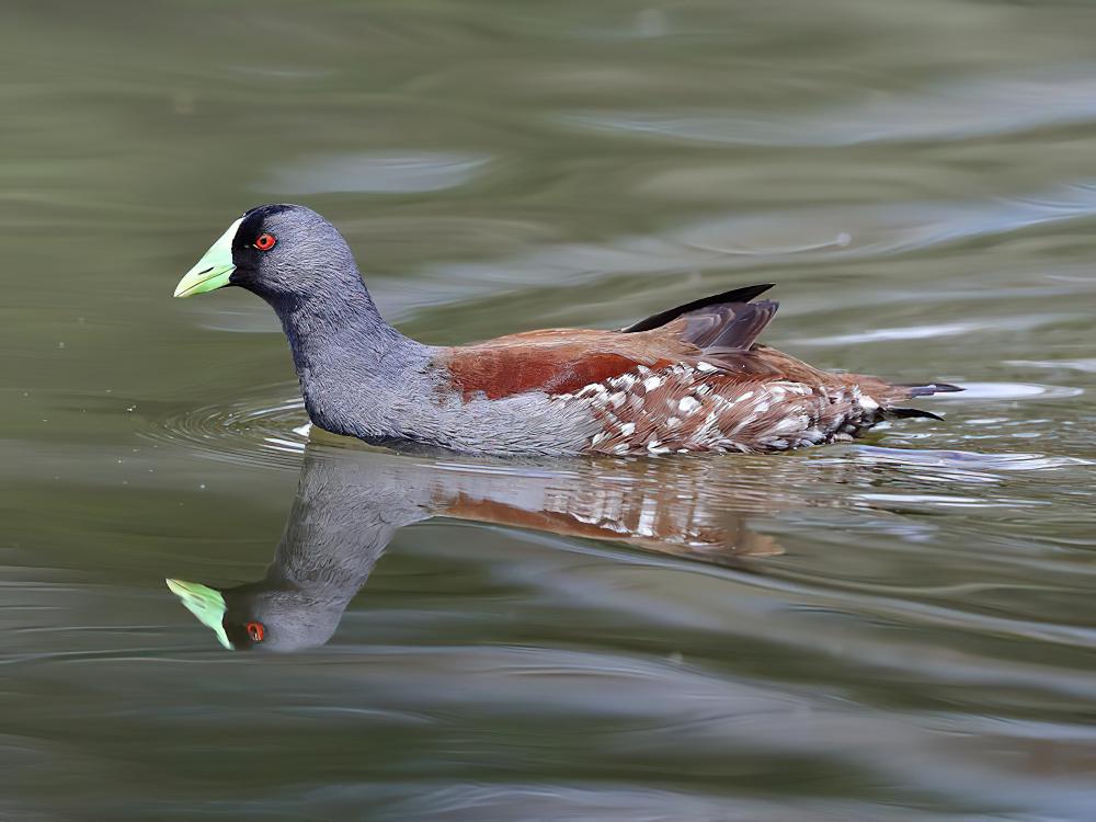 斑胁水鸡 / Spot-flanked Gallinule / Porphyriops melanops