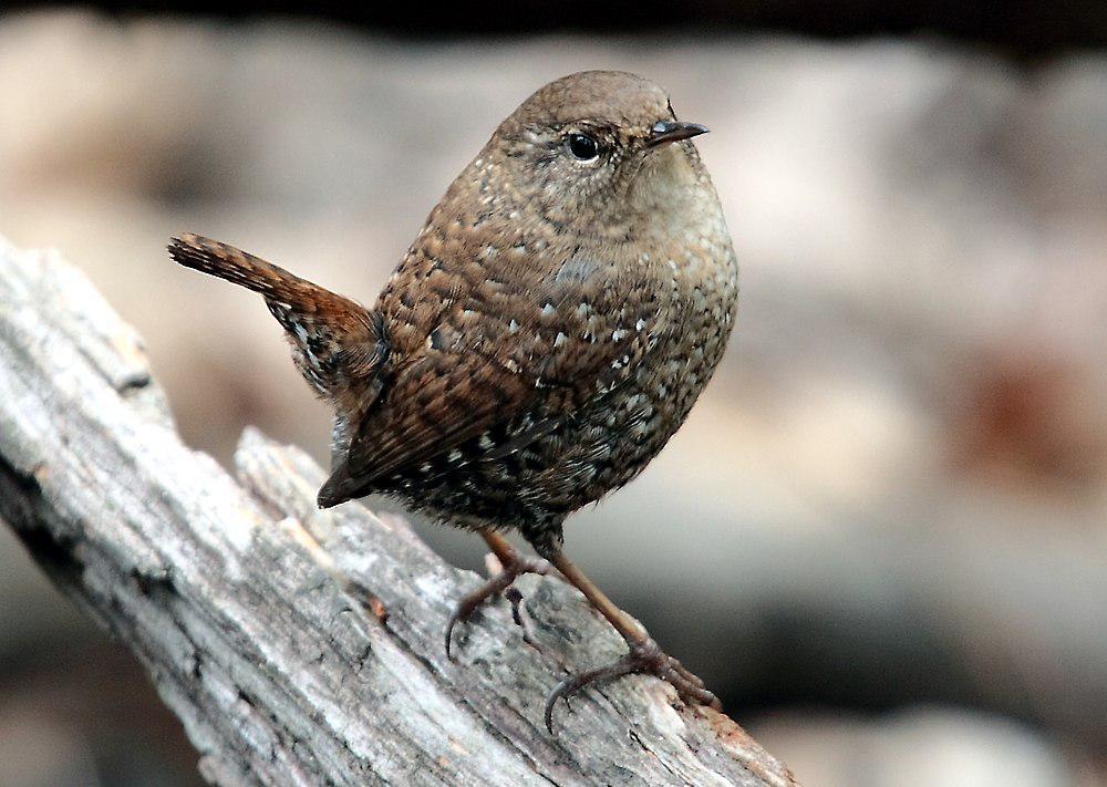 冬鹪鹩 / Winter Wren / Troglodytes hiemalis