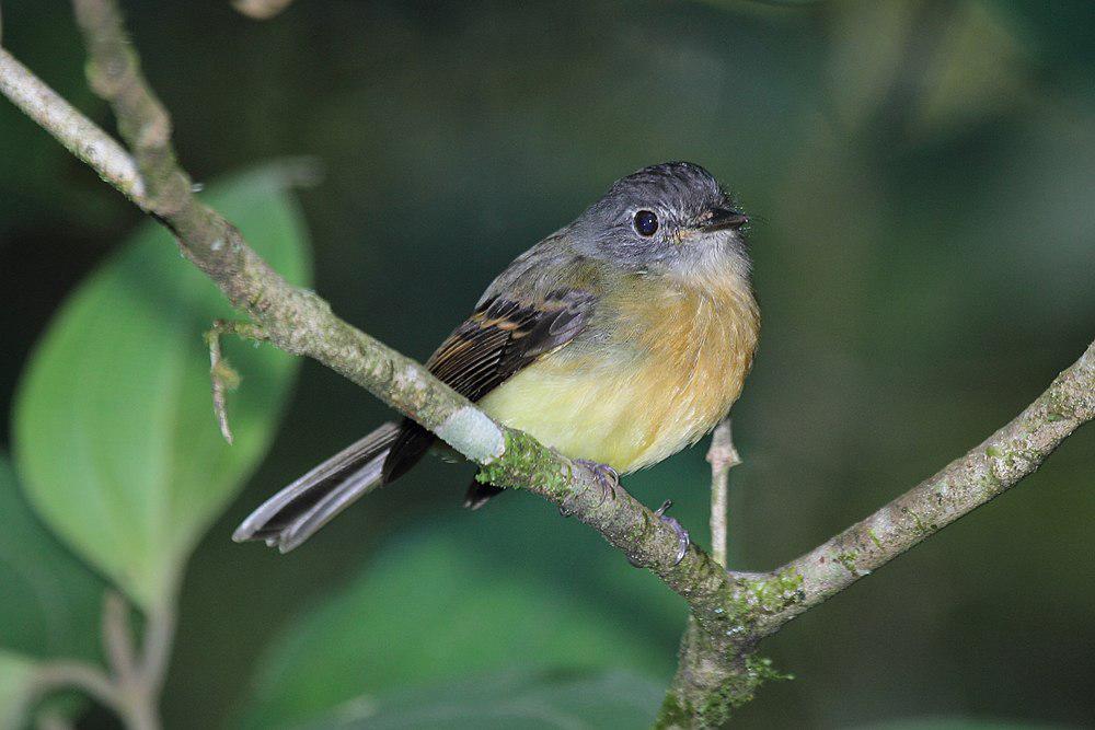 褐胸斑翅霸鹟 / Tawny-chested Flycatcher / Aphanotriccus capitalis