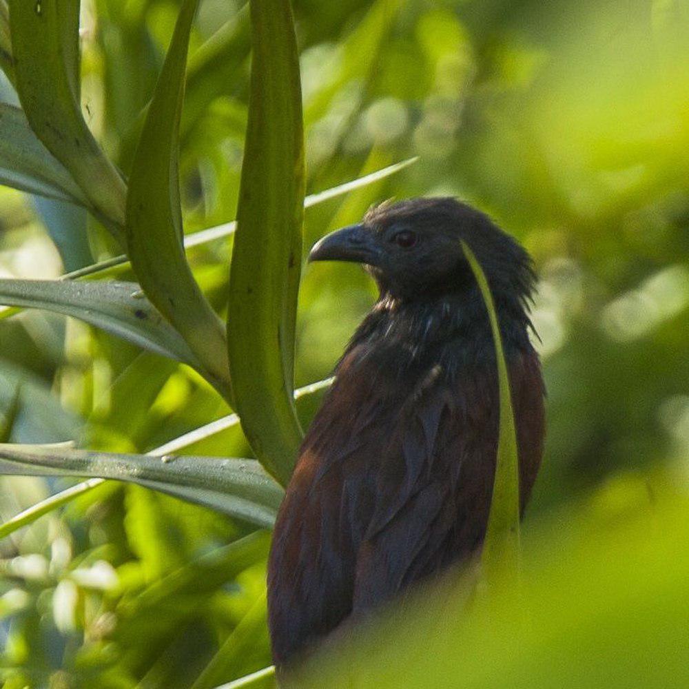 绿鸦鹃 / Philippine Coucal / Centropus viridis