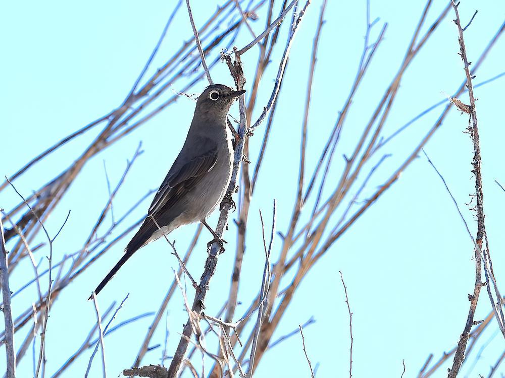 坦氏孤鸫 / Townsend\'s Solitaire / Myadestes townsendi