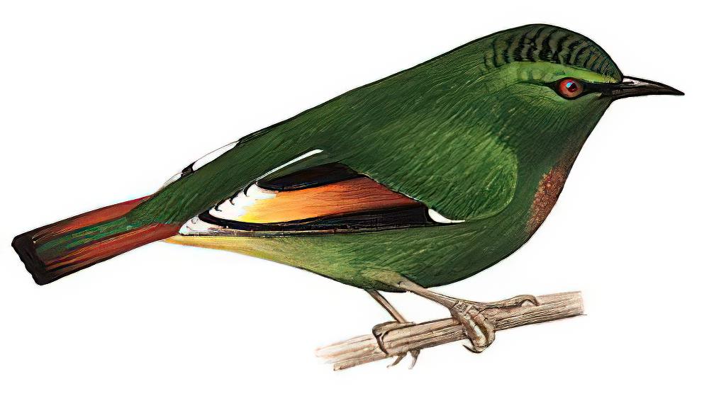 火尾绿鹛 / Fire-tailed Myzornis / Myzornis pyrrhoura