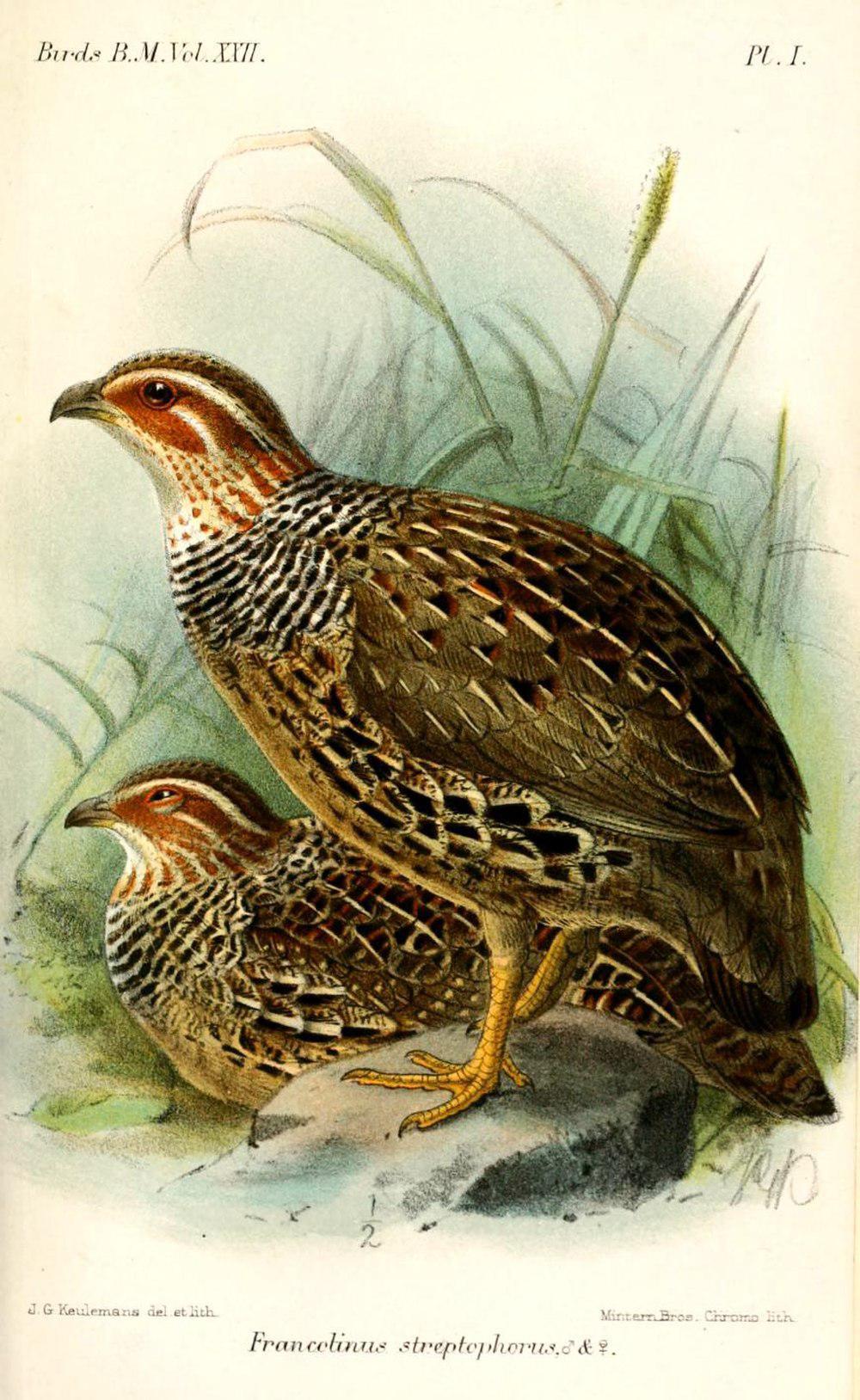 环颈鹧鸪 / Ring-necked Francolin / Scleroptila streptophora