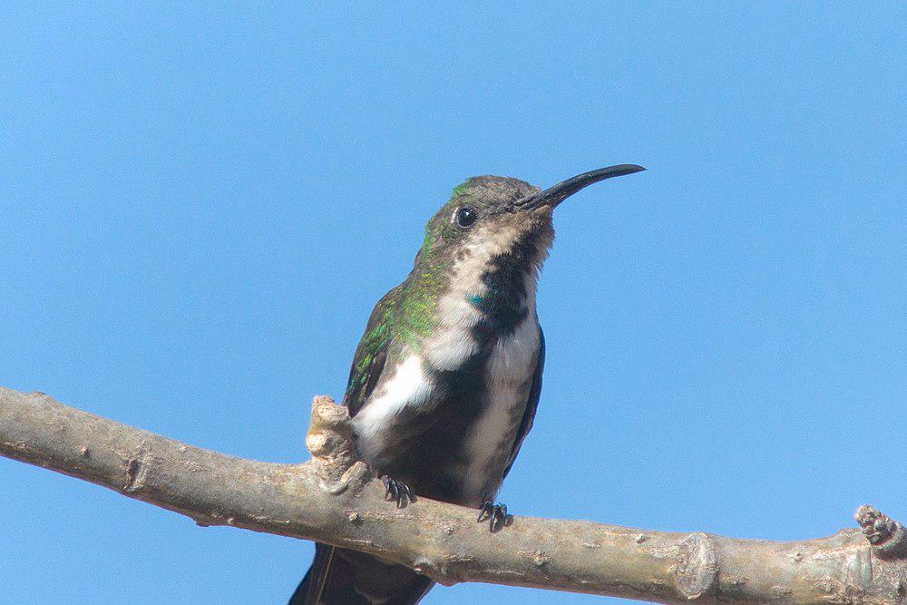 巴拿马芒果蜂鸟 / Veraguan Mango / Anthracothorax veraguensis