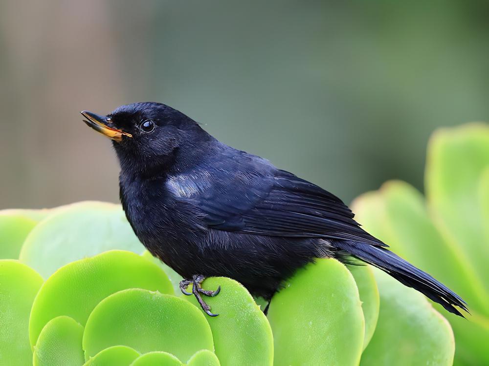 黑刺花鸟 / Black Flowerpiercer / Diglossa humeralis