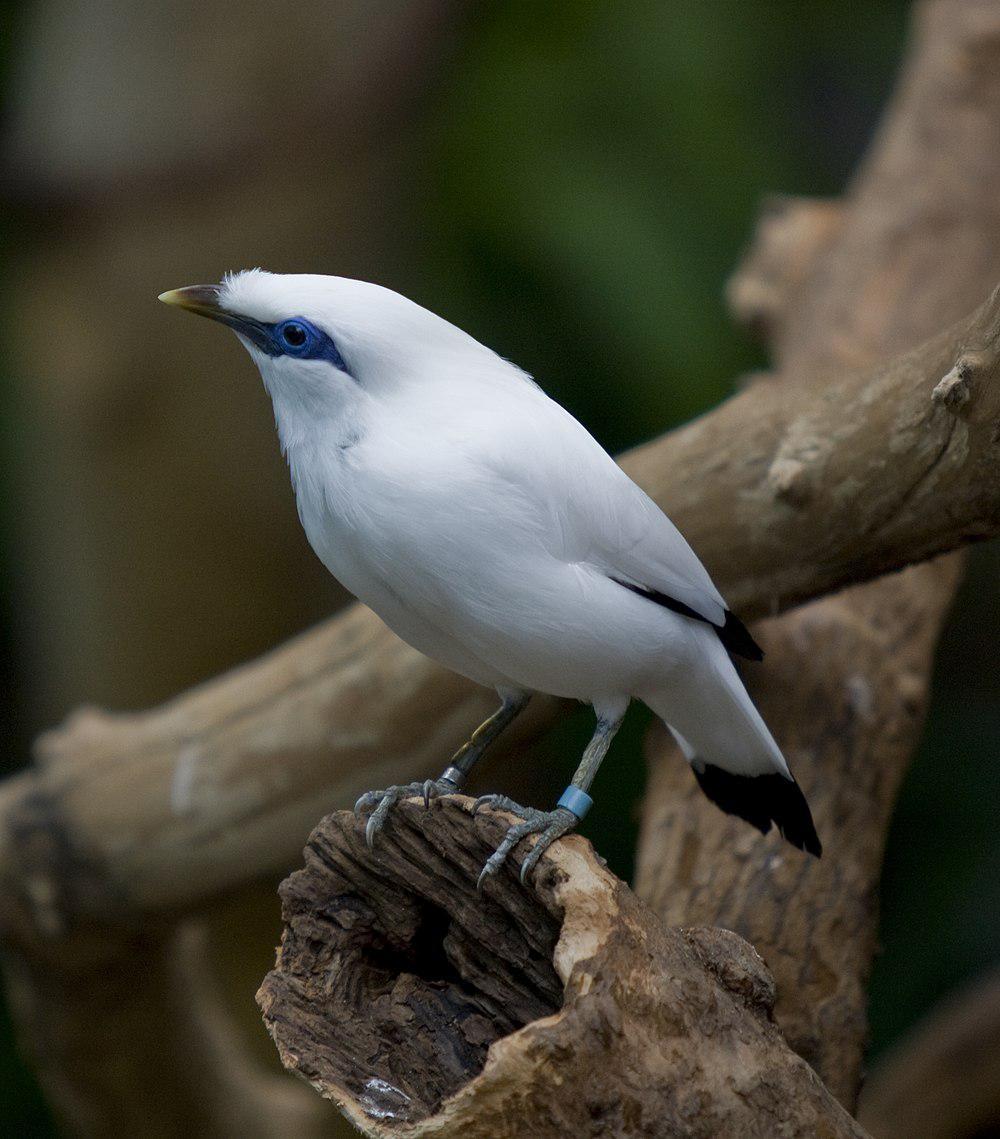 长冠八哥 / Bali Myna / Leucopsar rothschildi