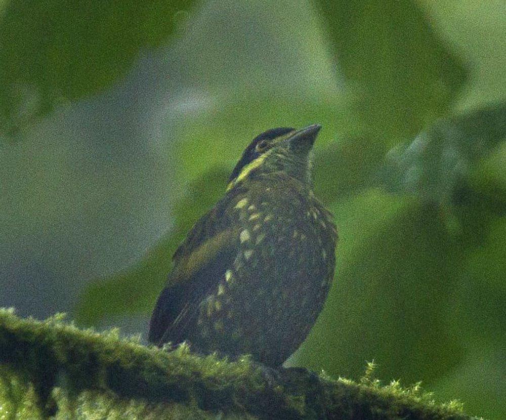 鳞斑食果伞鸟 / Scaled Fruiteater / Ampelioides tschudii