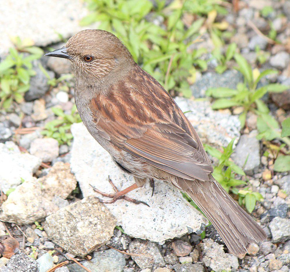 红岩鹨 / Japanese Accentor / Prunella rubida