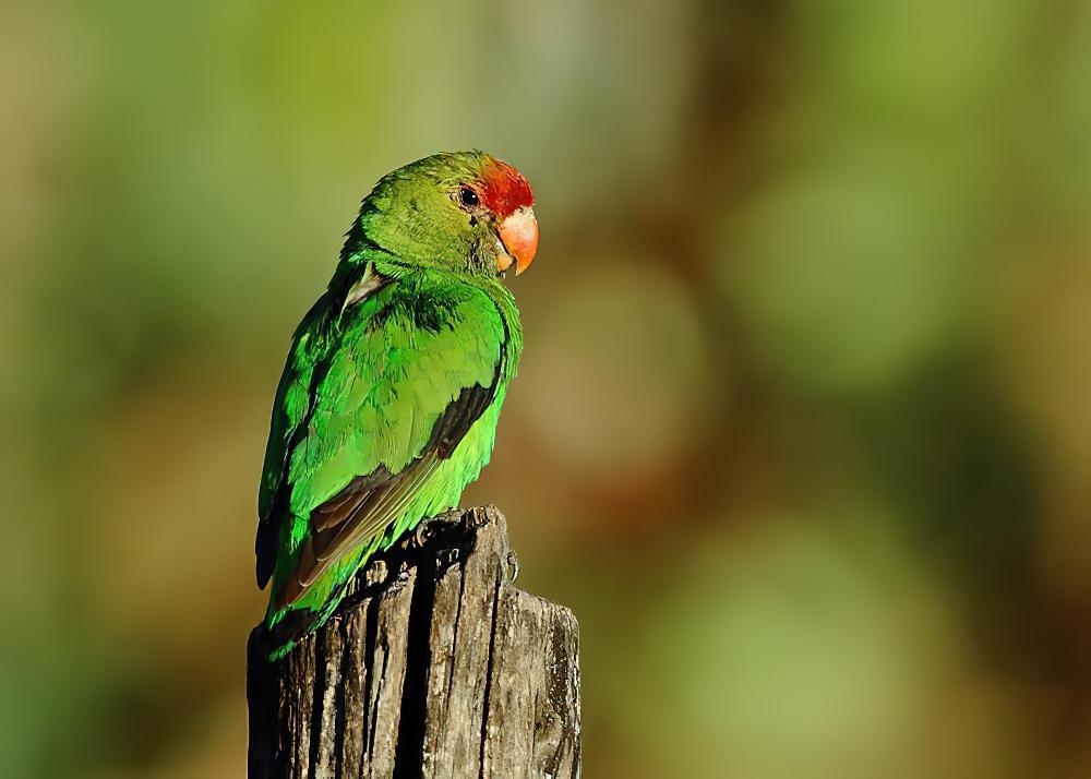 黑翅牡丹鹦鹉 / Black-winged Lovebird / Agapornis taranta