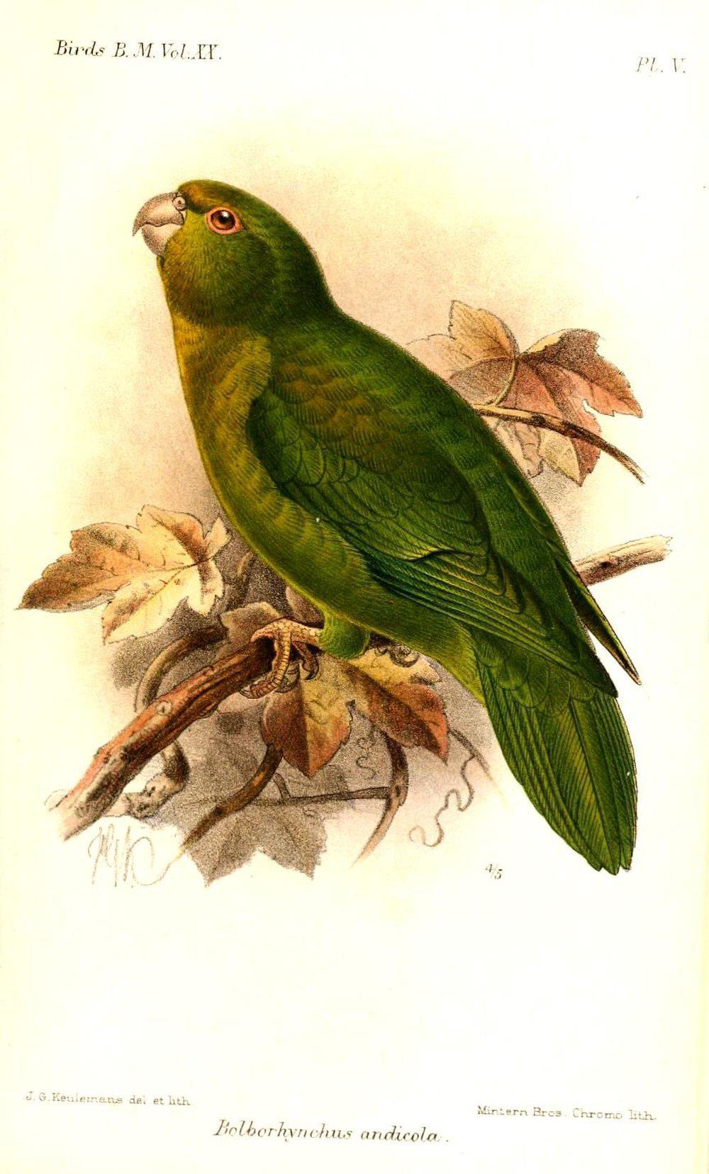 安第斯鹦哥 / Andean Parakeet / Bolborhynchus orbygnesius