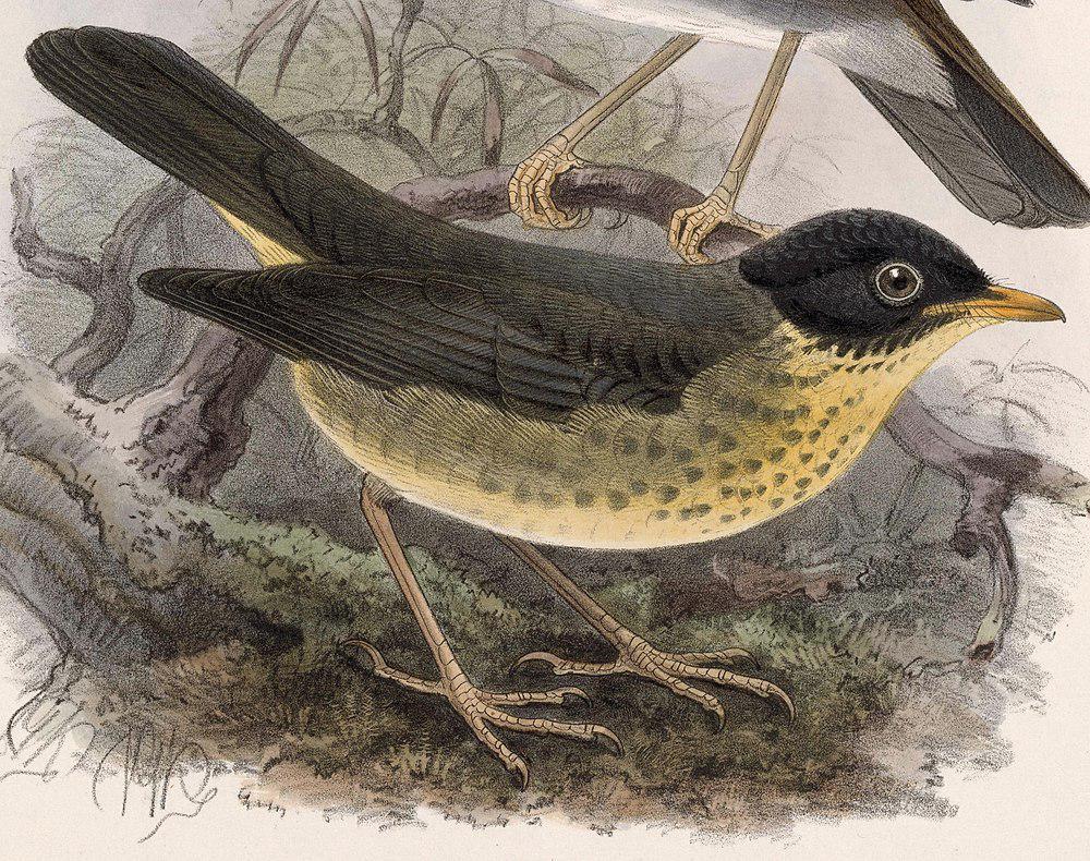 斑夜鸫 / Gould\'s Nightingale-Thrush / Catharus dryas