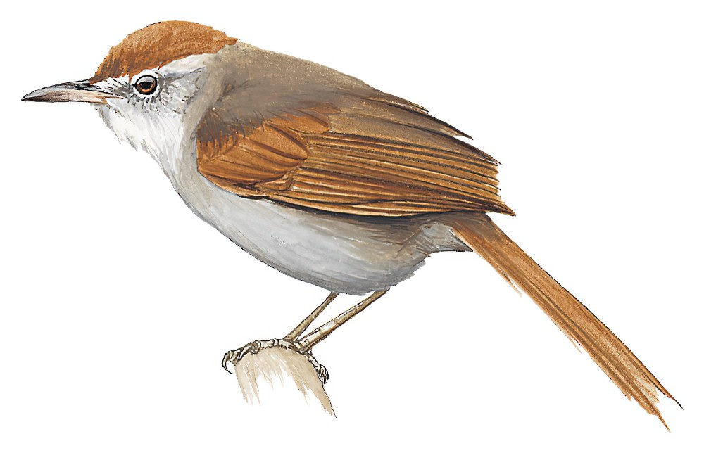 泰普针尾雀 / Tepui Spinetail / Cranioleuca demissa