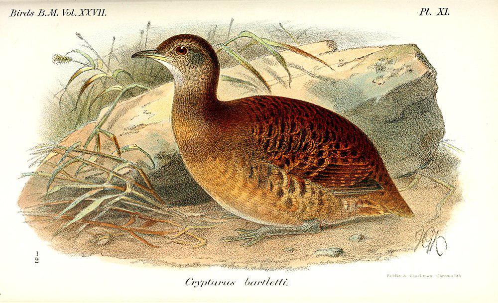 巴氏穴䳍 / Bartlett\'s Tinamou / Crypturellus bartletti