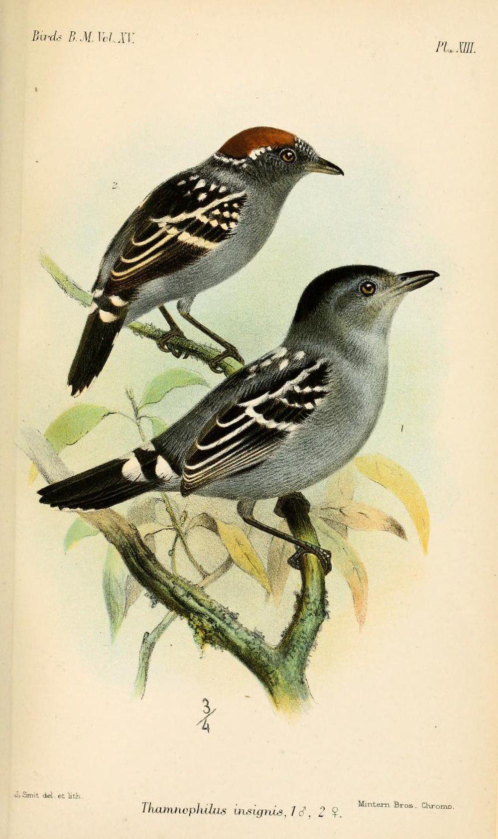 纹背蚁鵙 / Streak-backed Antshrike / Thamnophilus insignis