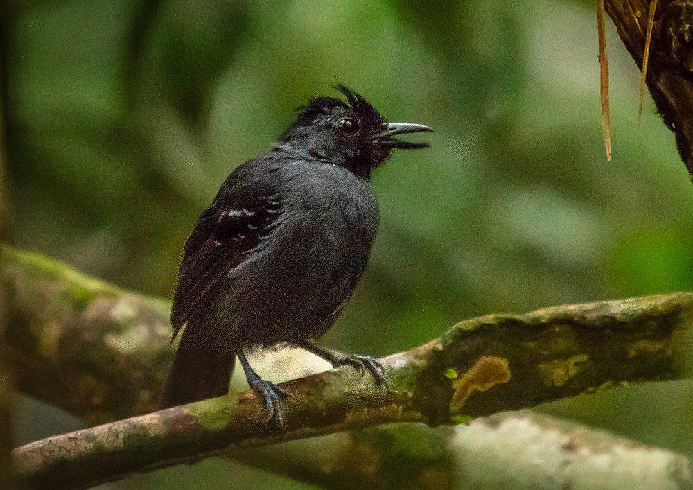黑头蚁鸟 / Black-headed Antbird / Percnostola rufifrons