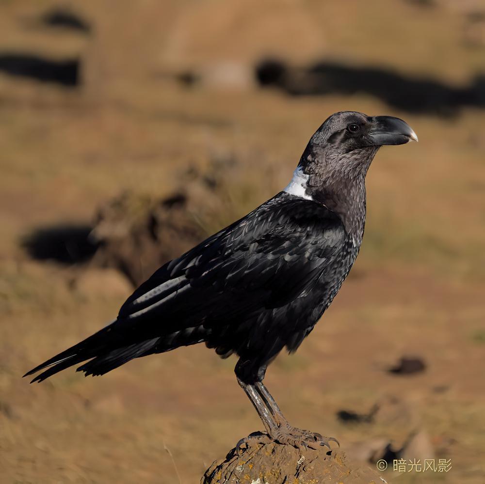 非洲渡鸦 / White-necked Raven / Corvus albicollis