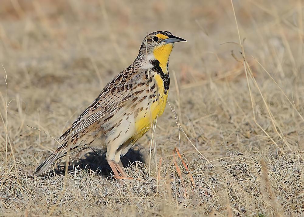 西美草地鹨 / Western Meadowlark / Sturnella neglecta