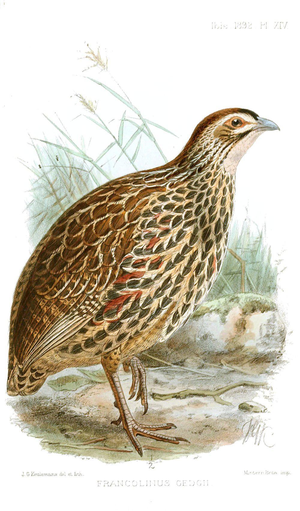 红眶鹧鸪 / Clapperton\'s Spurfowl / Pternistis clappertoni