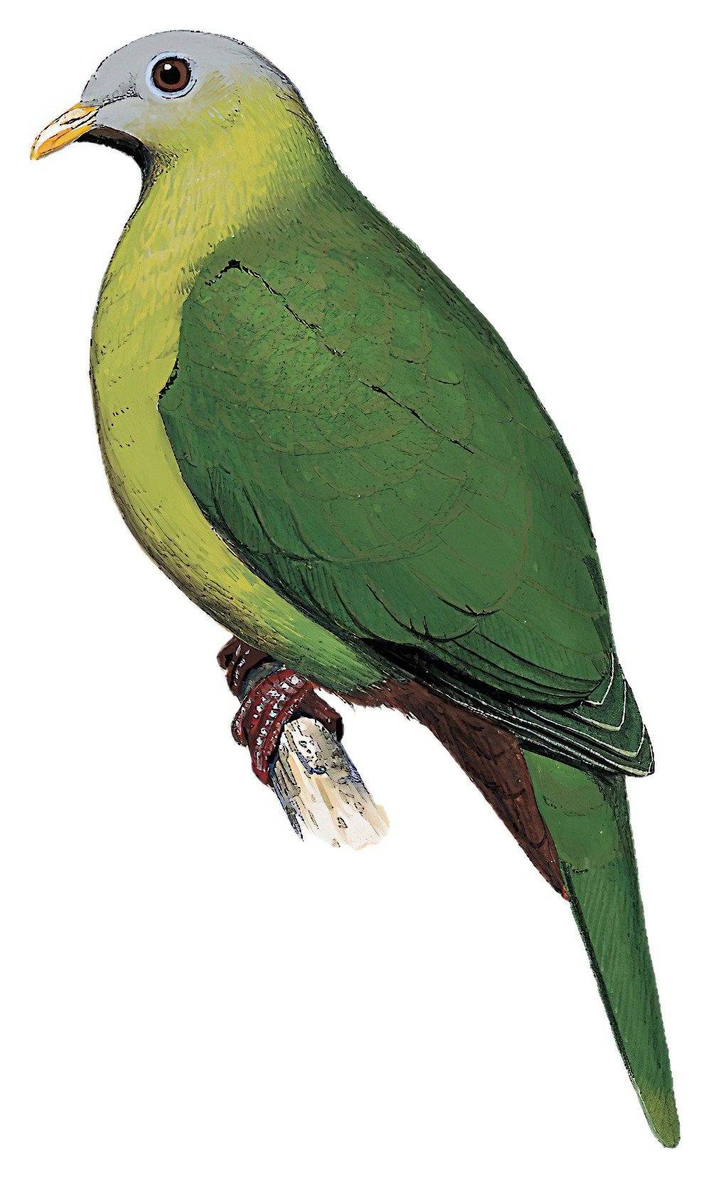 苏拉果鸠 / Sula Fruit Dove / Ptilinopus mangoliensis