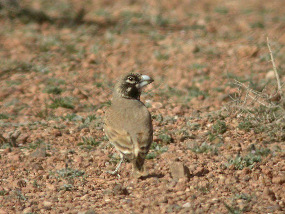 厚嘴百灵 / Thick-billed Lark / Ramphocoris clotbey