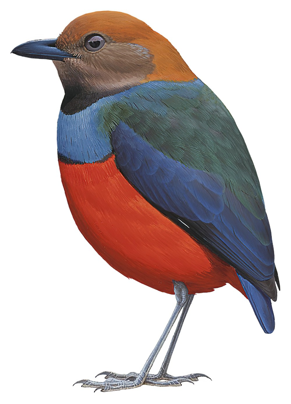 桑岛八色鸫 / Sangihe Pitta / Erythropitta caeruleitorques