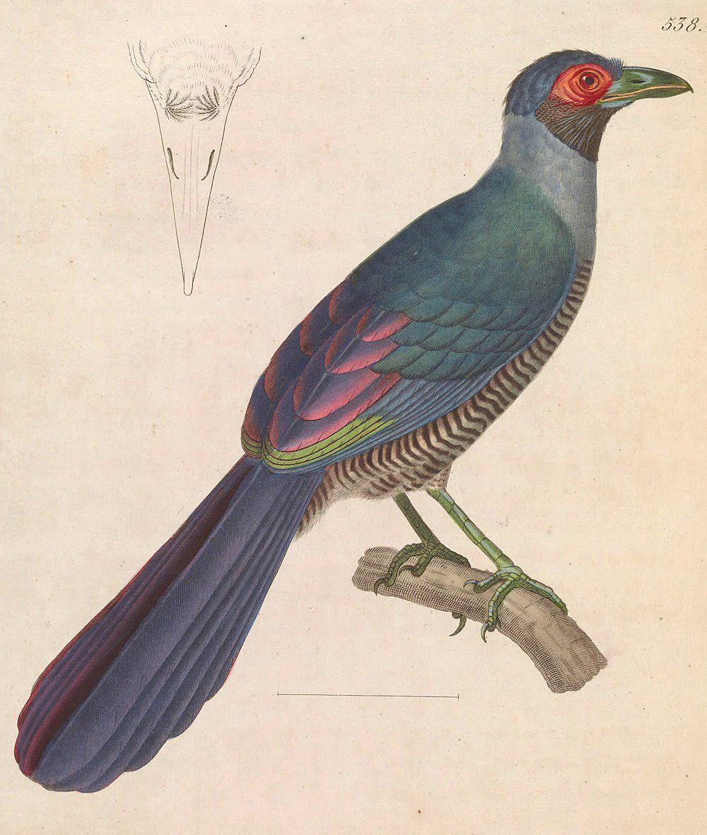 地鹃 / Bornean Ground Cuckoo / Carpococcyx radiceus